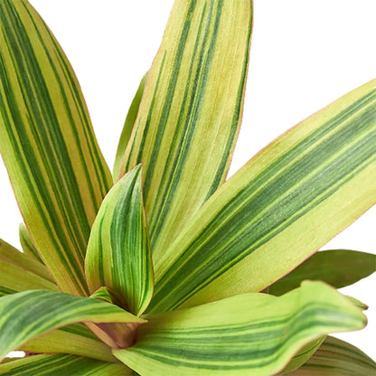 Tradescantia 'Sitara's Gold'-Indoor Plants-Trendy Gardener