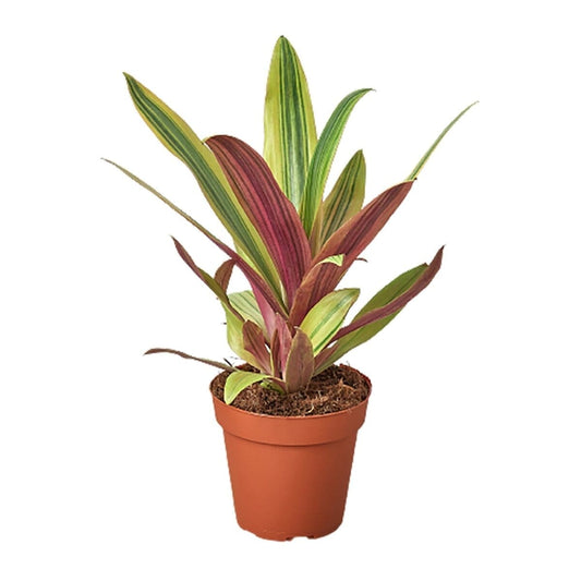 Tradescantia 'Sitara's Gold'-Indoor Plants-Trendy Gardener