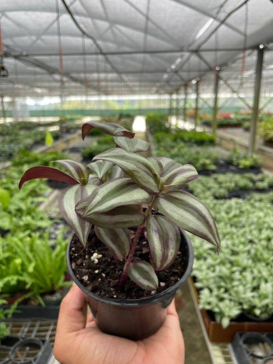 Tradescantia Zebrina 'Wandering Dude'-Indoor Plants-Trendy Gardener