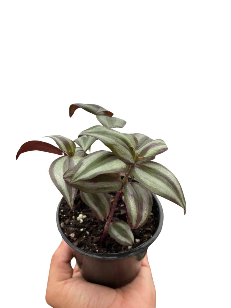 Tradescantia Zebrina 'Wandering Dude'-Indoor Plants-Trendy Gardener