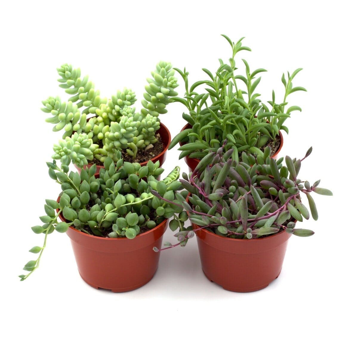 Trailing Succulents-Indoor Plants-Trendy Gardener