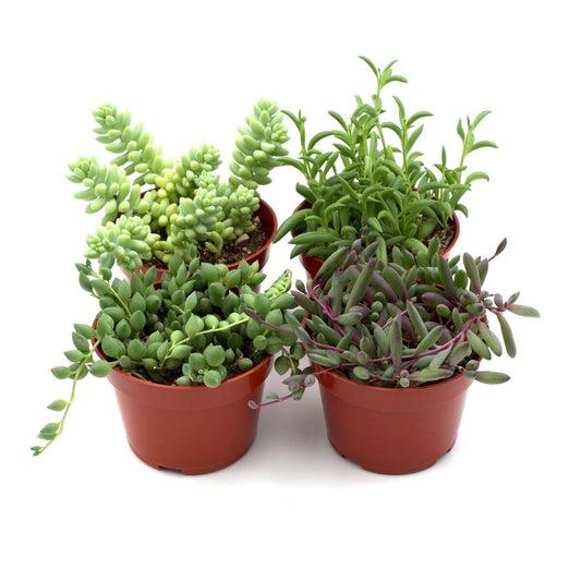 Trailing Succulents-Indoor Plants-Trendy Gardener