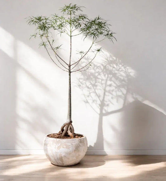 Brachychiton rupestris with exposed roots in a terracotta bowl, casting a dramatic shadow on the wall.