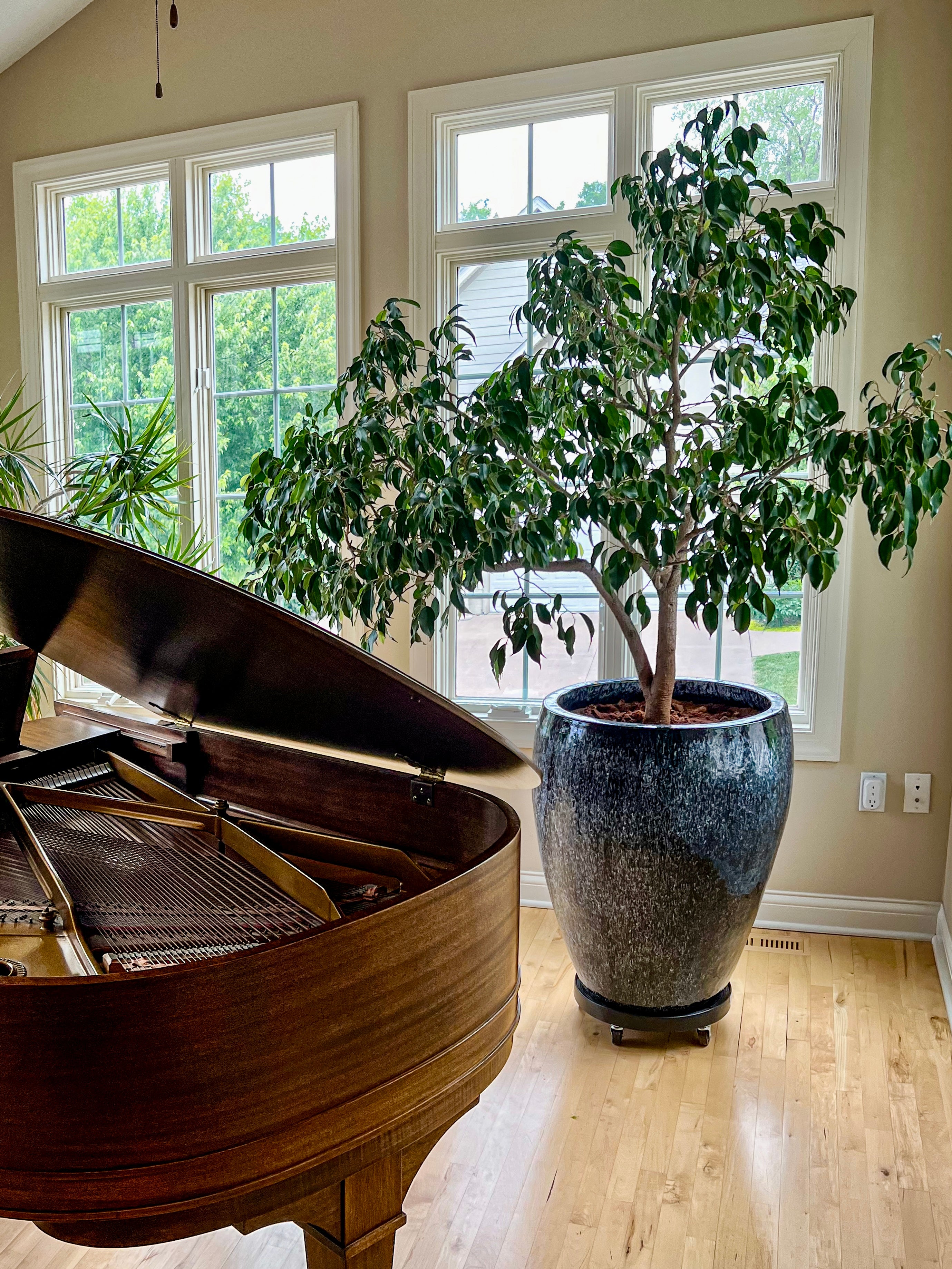 Trendy Gardener residential interior plantscaping in an upscale Des Moines home featuring a thriving indoor Ficus tree in a luxury glazed planter beside a grand piano, with weekly indoor plant maintenance services including watering, pruning, repotting, and pest management.