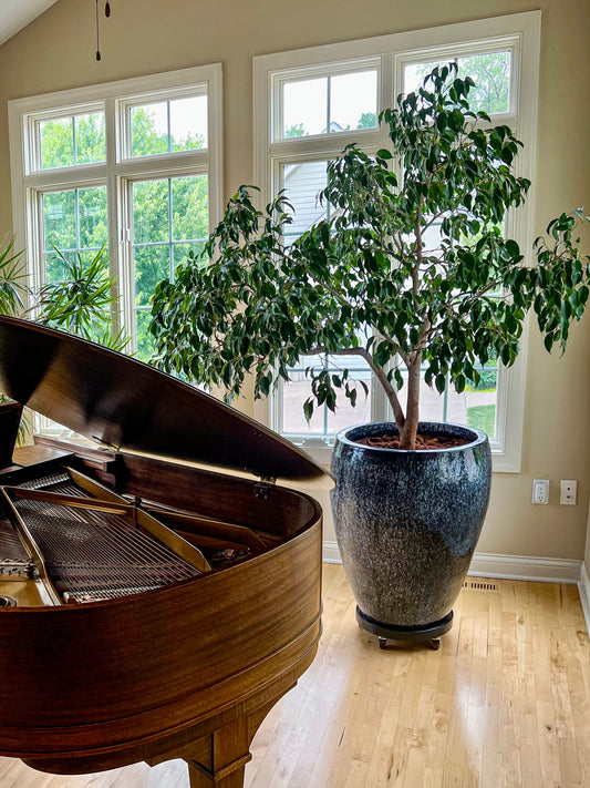 Trendy Gardener residential interior plantscaping in an upscale Des Moines home featuring a thriving indoor Ficus tree in a luxury glazed planter beside a grand piano, with weekly indoor plant maintenance services including watering, pruning, repotting, and pest management.