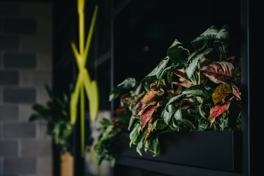 Trilix — Interior Plantscaping and Custom Railing Planters detail