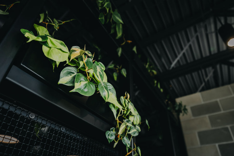 Trilix — Interior Plantscaping and Custom Railing Planters detail