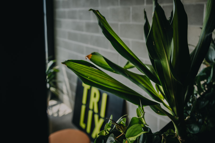 Trilix — Interior Plantscaping and Custom Railing Planters detail