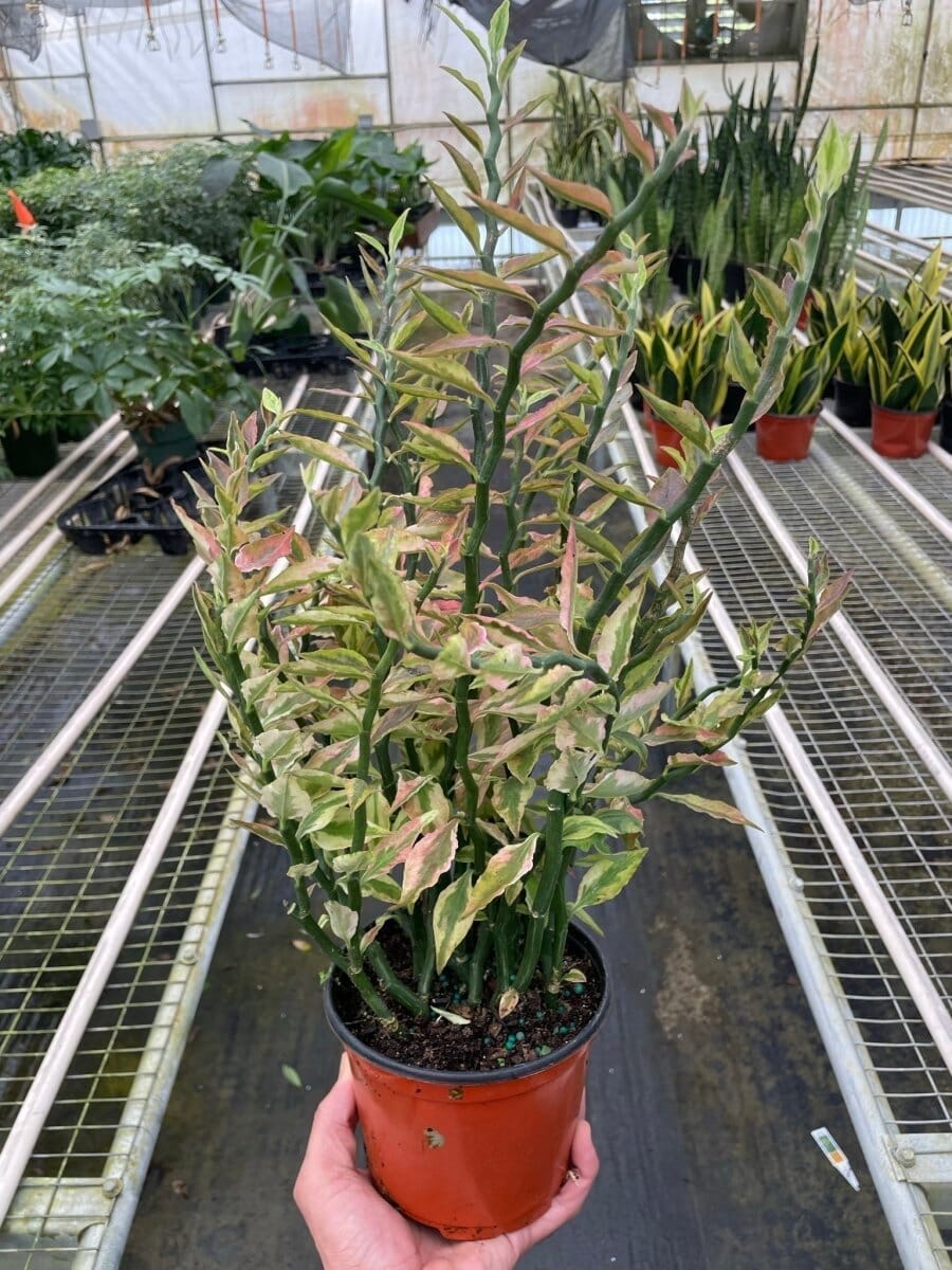 Variegated Devil's Backbone Euphorbia-Succulent-Trendy Gardener