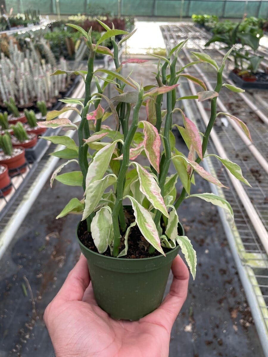 Variegated Devil's Backbone Euphorbia-Succulent-Trendy Gardener