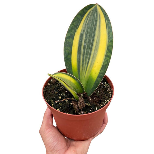 Variegated Shark Fin Snake Plant-Indoor Plants-Trendy Gardener