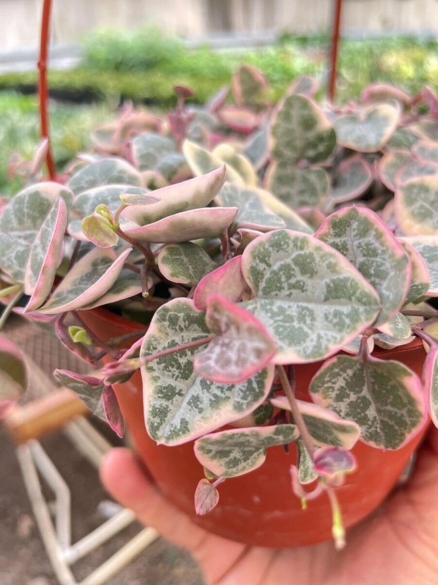 Variegated String of Hearts Indoor Plants Trendy Gardener 6