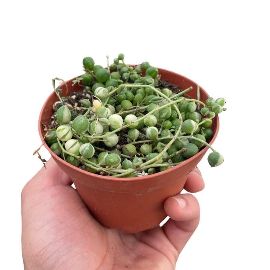 Variegated String of Pearls Succulent Trendy Gardener 2" Pot 