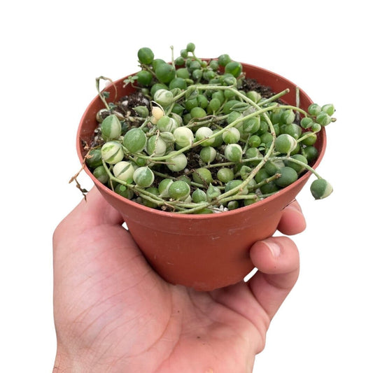 Variegated String of Pearls Succulent Trendy Gardener 4" Pot 