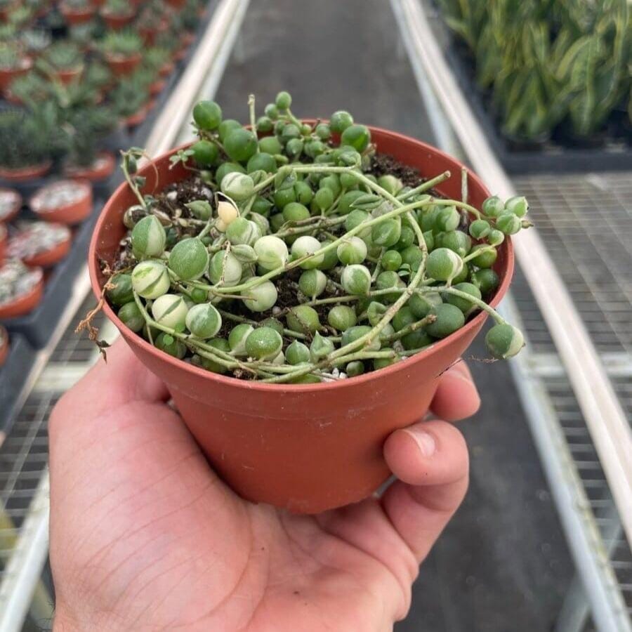 Variegated String of Pearls Succulent Trendy Gardener 6" Pot 