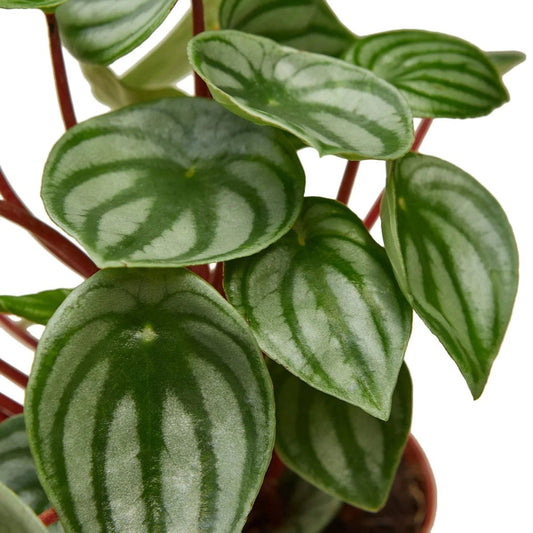 Watermelon Peperomia (Peperomia argyreia) 4" Plant Trendy Gardener 6" Pot 