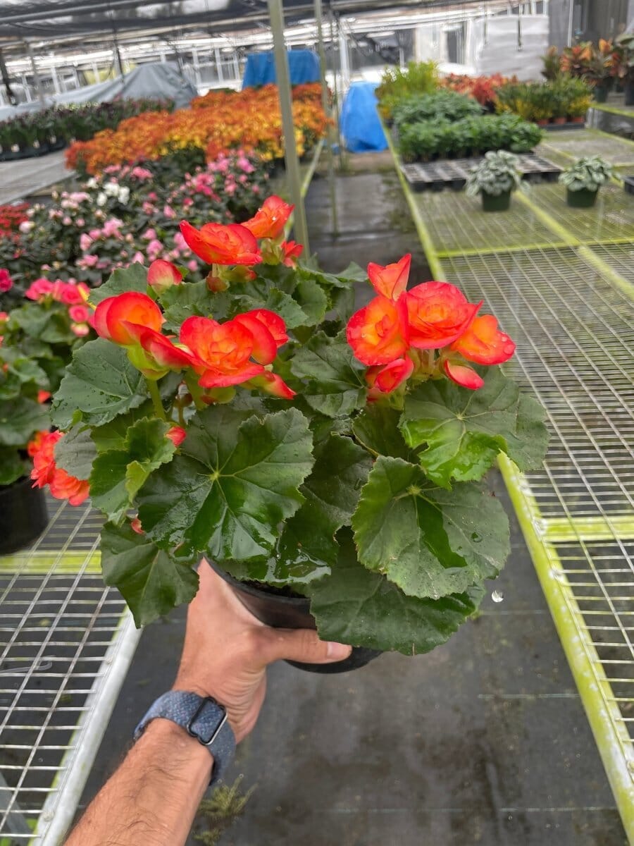 Wax Begonia-Indoor Plants-Trendy Gardener