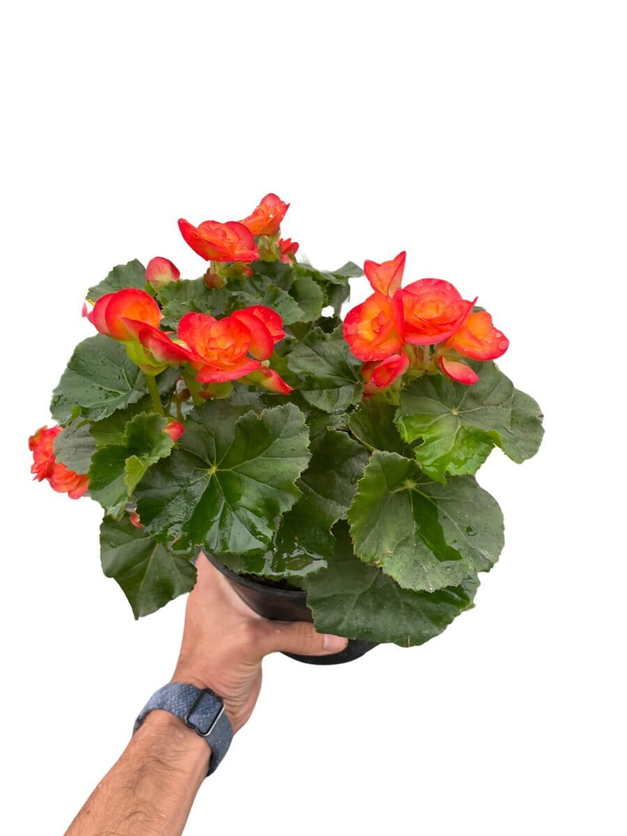 Wax Begonia-Indoor Plants-Trendy Gardener