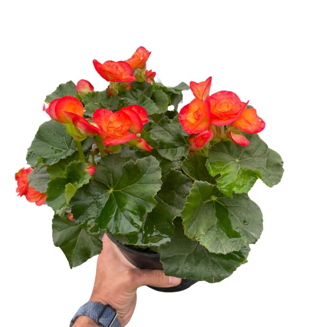 Wax Begonia-Indoor Plants-Trendy Gardener