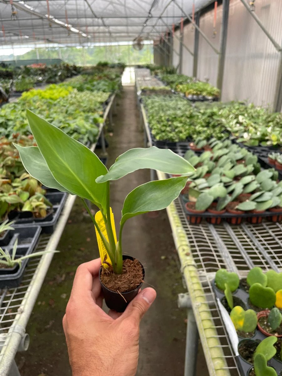 White Bird of Paradise 'Strelitzia Nicolai'-Indoor Plants-Trendy Gardener