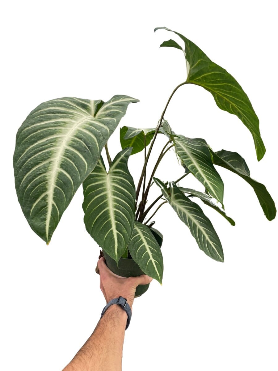 Xanthosoma 'Lendenii'-Indoor Plants-Trendy Gardener