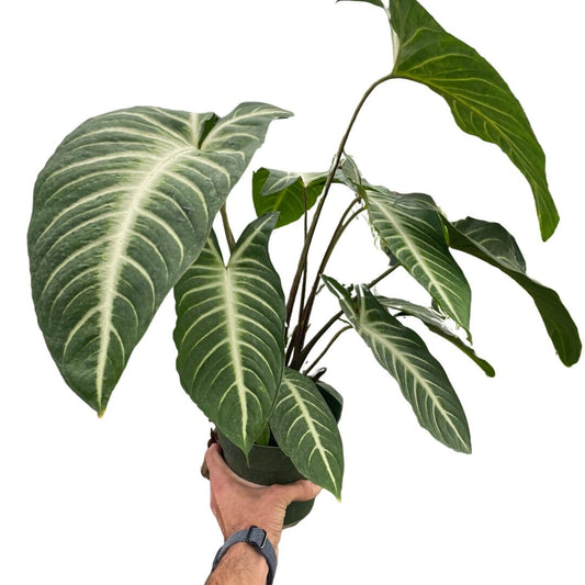 Xanthosoma 'Lendenii'-Indoor Plants-Trendy Gardener