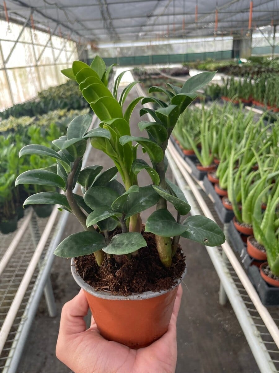 Zamioculcas zamiifolia 'Zenzi'-Indoor Plants-Trendy Gardener