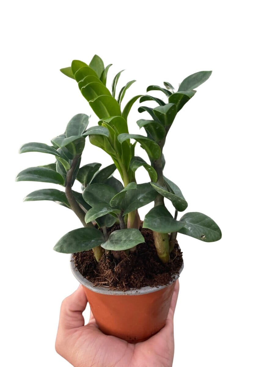 Zamioculcas zamiifolia 'Zenzi'-Indoor Plants-Trendy Gardener