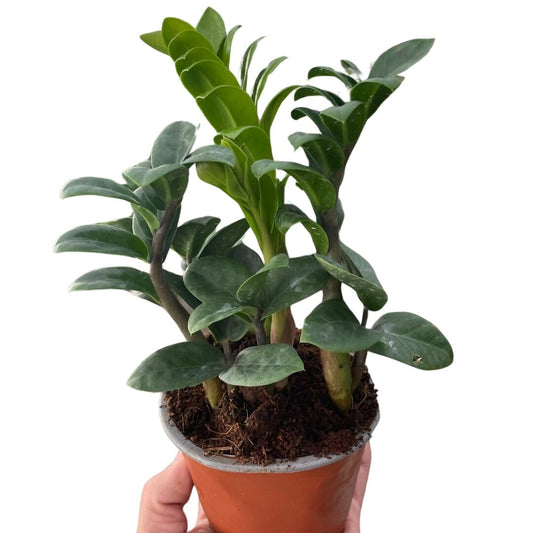 Zamioculcas zamiifolia 'Zenzi'-Indoor Plants-Trendy Gardener