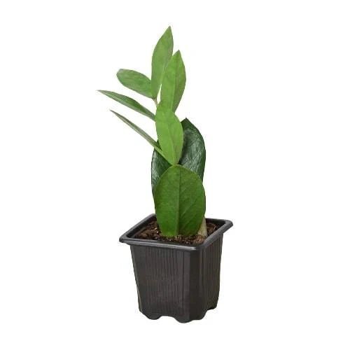 Zamioculcas Zamiifolia 'ZZ Plant' Indoor Plants Trendy Gardener 