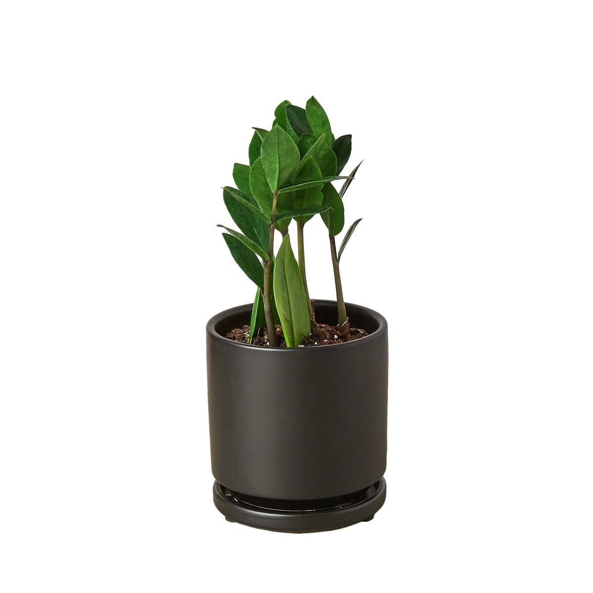 Zamioculcas Zamiifolia 'ZZ Plant' Indoor Plants Trendy Gardener 4" Pot Black Cylinder 