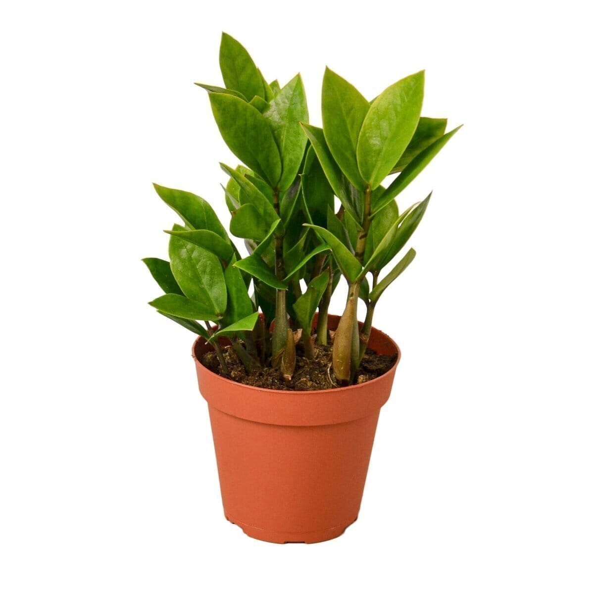 Zamioculcas Zamiifolia 'ZZ Plant' Indoor Plants Trendy Gardener 4