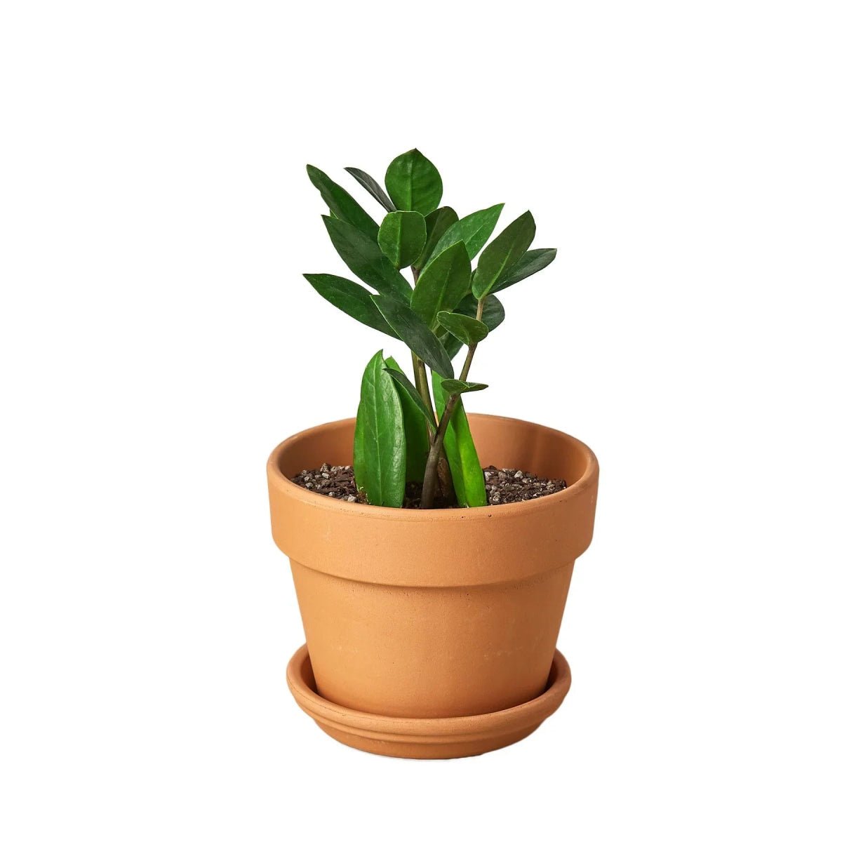 Zamioculcas Zamiifolia 'ZZ Plant' Indoor Plants Trendy Gardener 4" Pot Terra Cotta Standard 