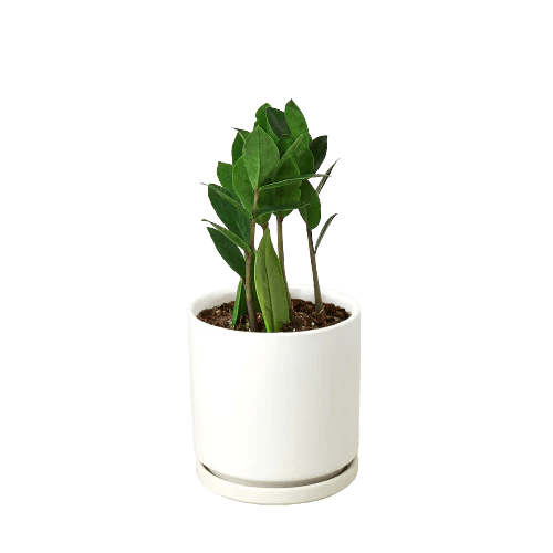 Zamioculcas Zamiifolia 'ZZ Plant' Indoor Plants Trendy Gardener 4" Pot White Cylinder 