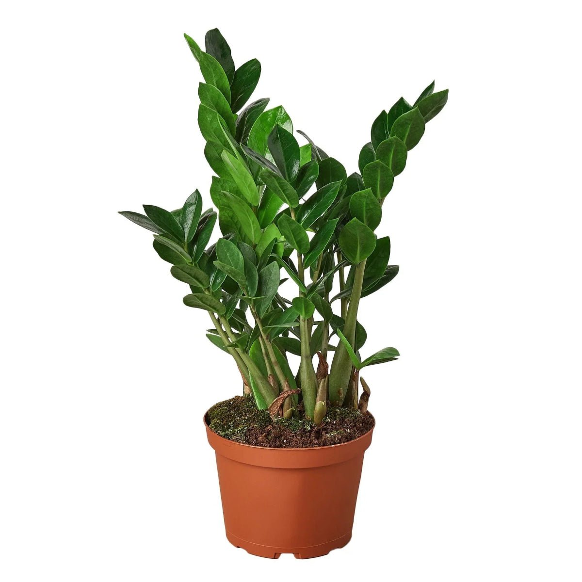 Zamioculcas Zamiifolia 'ZZ Plant' Indoor Plants Trendy Gardener 6