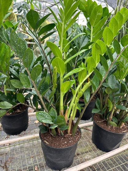 Zamioculcas Zamiifolia 'ZZ Plant' Indoor Plants Trendy Gardener 8" Pot Nursery Pot 