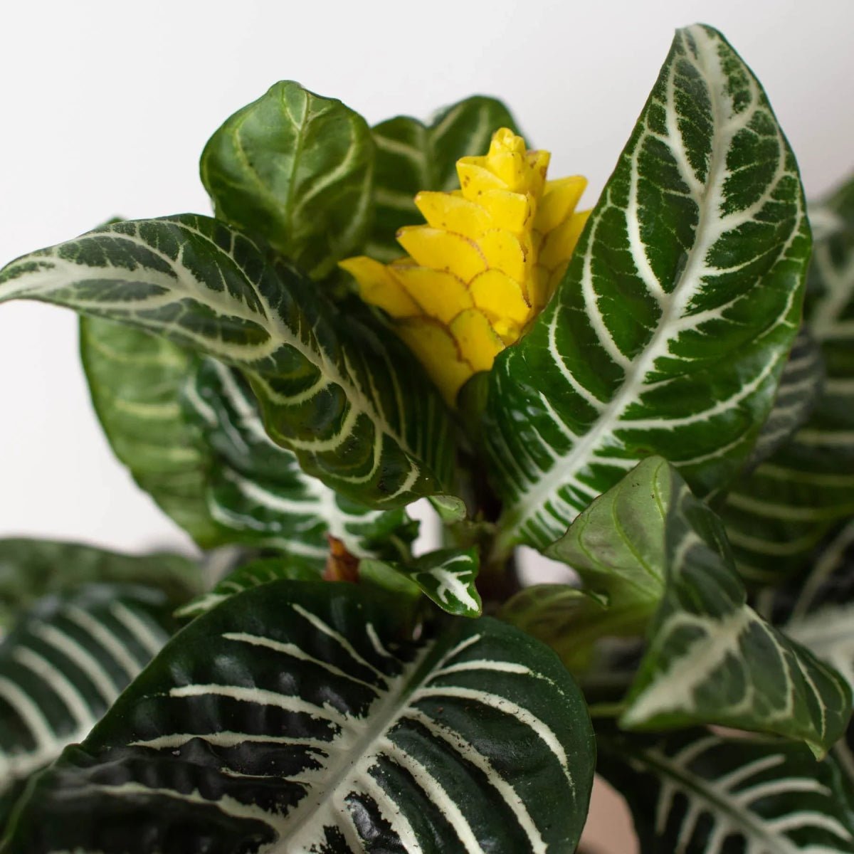 Zebra 'Aphelandra'-Indoor Plants-Trendy Gardener