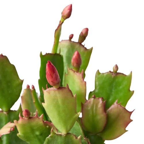 Zygocactus 'Christmas Cactus'-Indoor Plants-Trendy Gardener