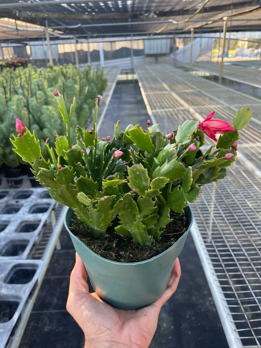 Zygocactus 'Christmas Cactus'-Indoor Plants-Trendy Gardener