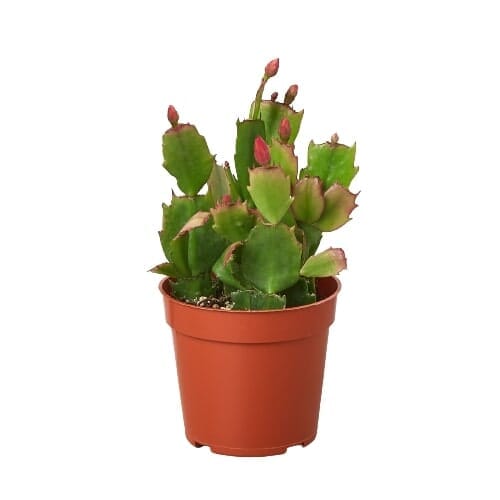 Zygocactus 'Christmas Cactus'-Indoor Plants-Trendy Gardener