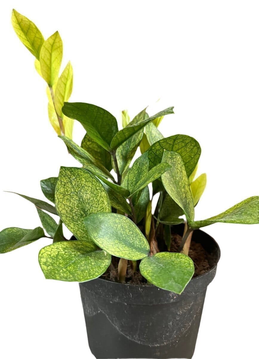 ZZ Chameleon Indoor Plants Trendy Gardener 